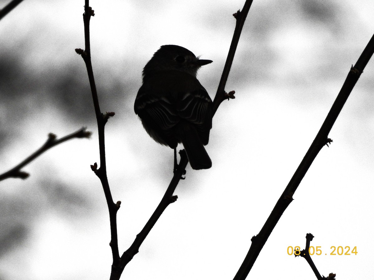 Hammond's Flycatcher - ML618700864