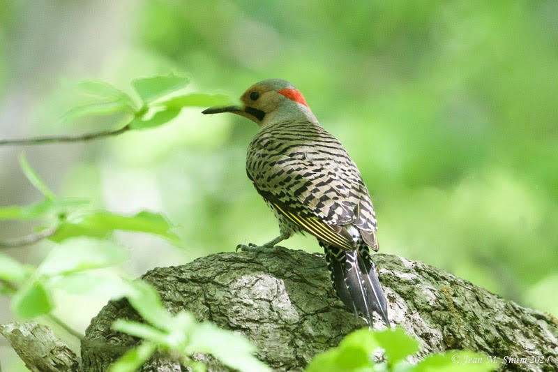 Northern Flicker - ML618700869