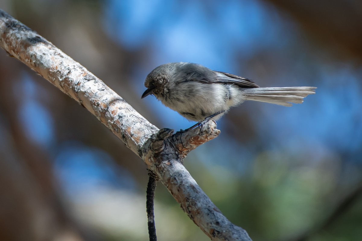 Bushtit - ML618700871