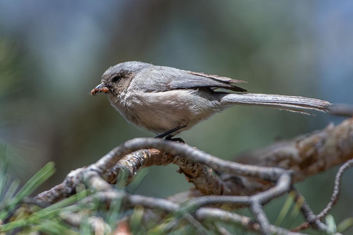 Bushtit - ML618700872