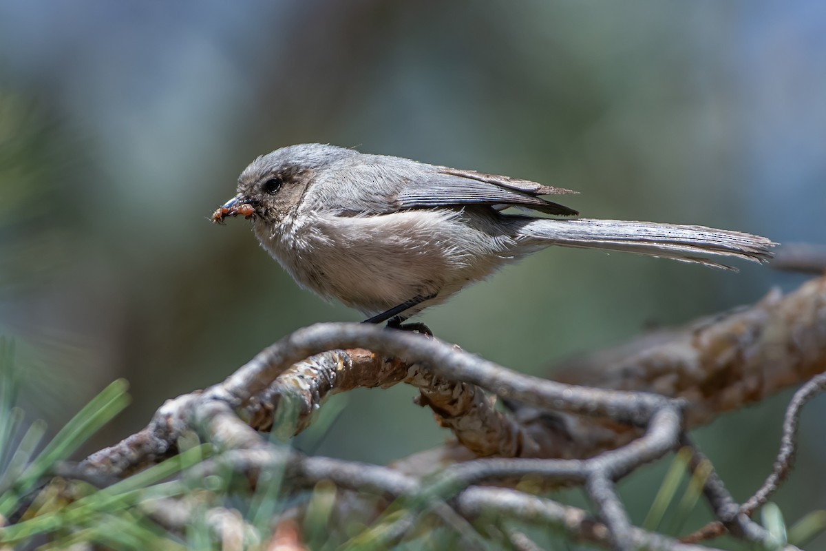 Bushtit - Codrin Bucur