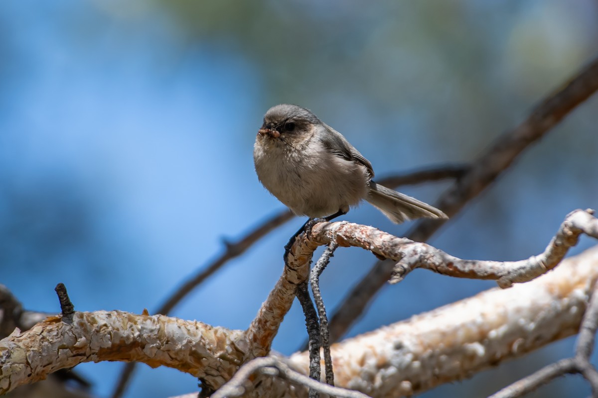 Bushtit - Codrin Bucur