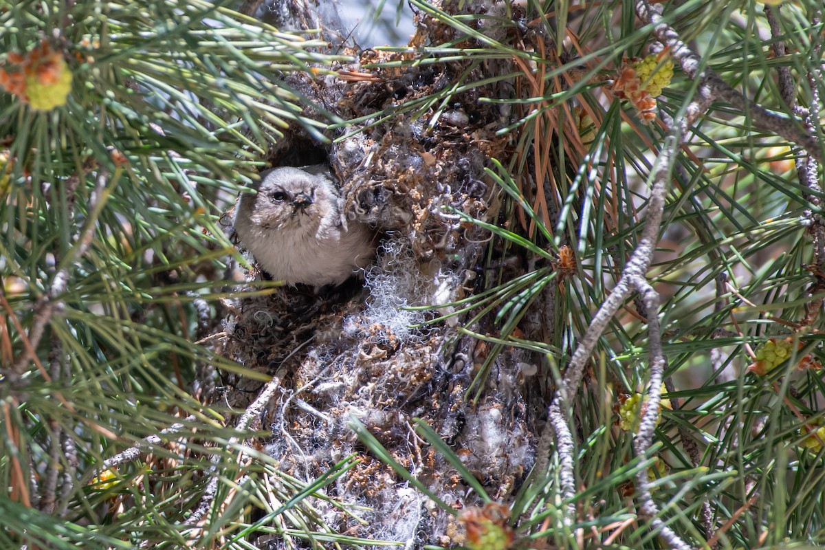 Bushtit - ML618700874