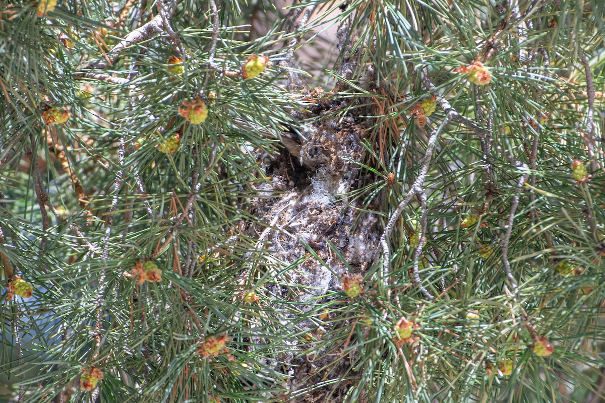 Bushtit - ML618700876