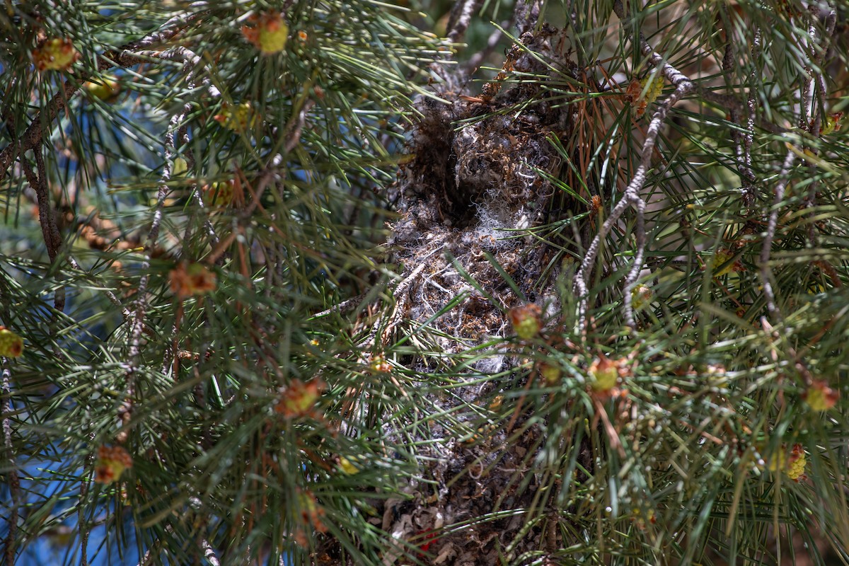 Bushtit - ML618700877