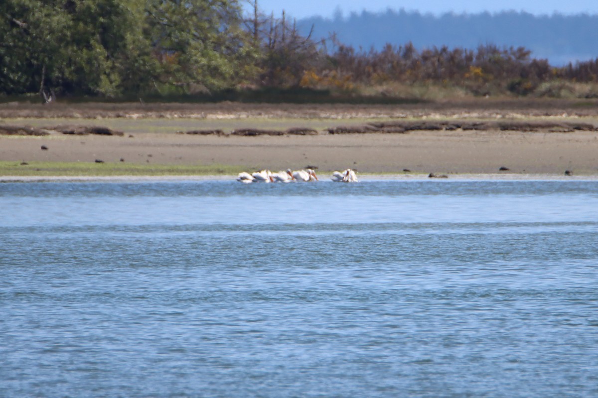 American White Pelican - ML618700882