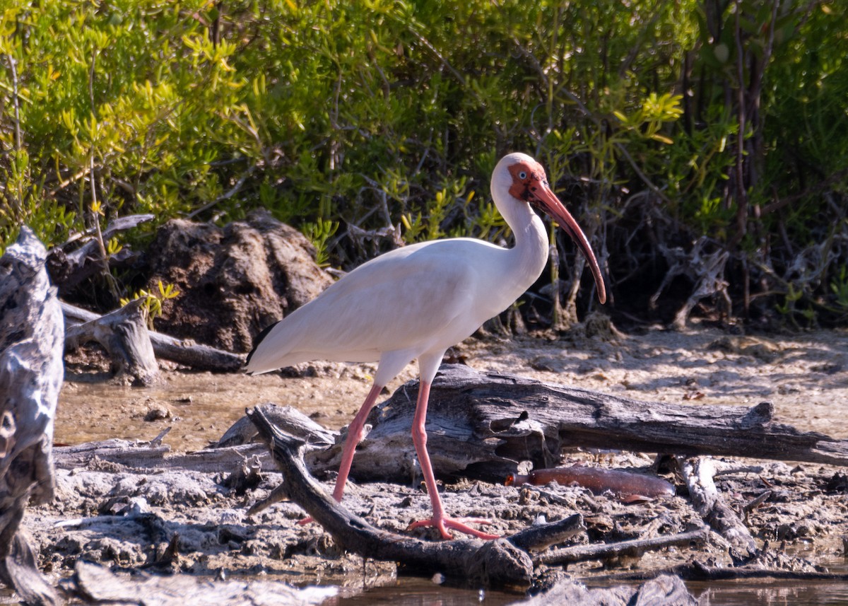 White Ibis - Marie-Andree Boucher-Beaulieu