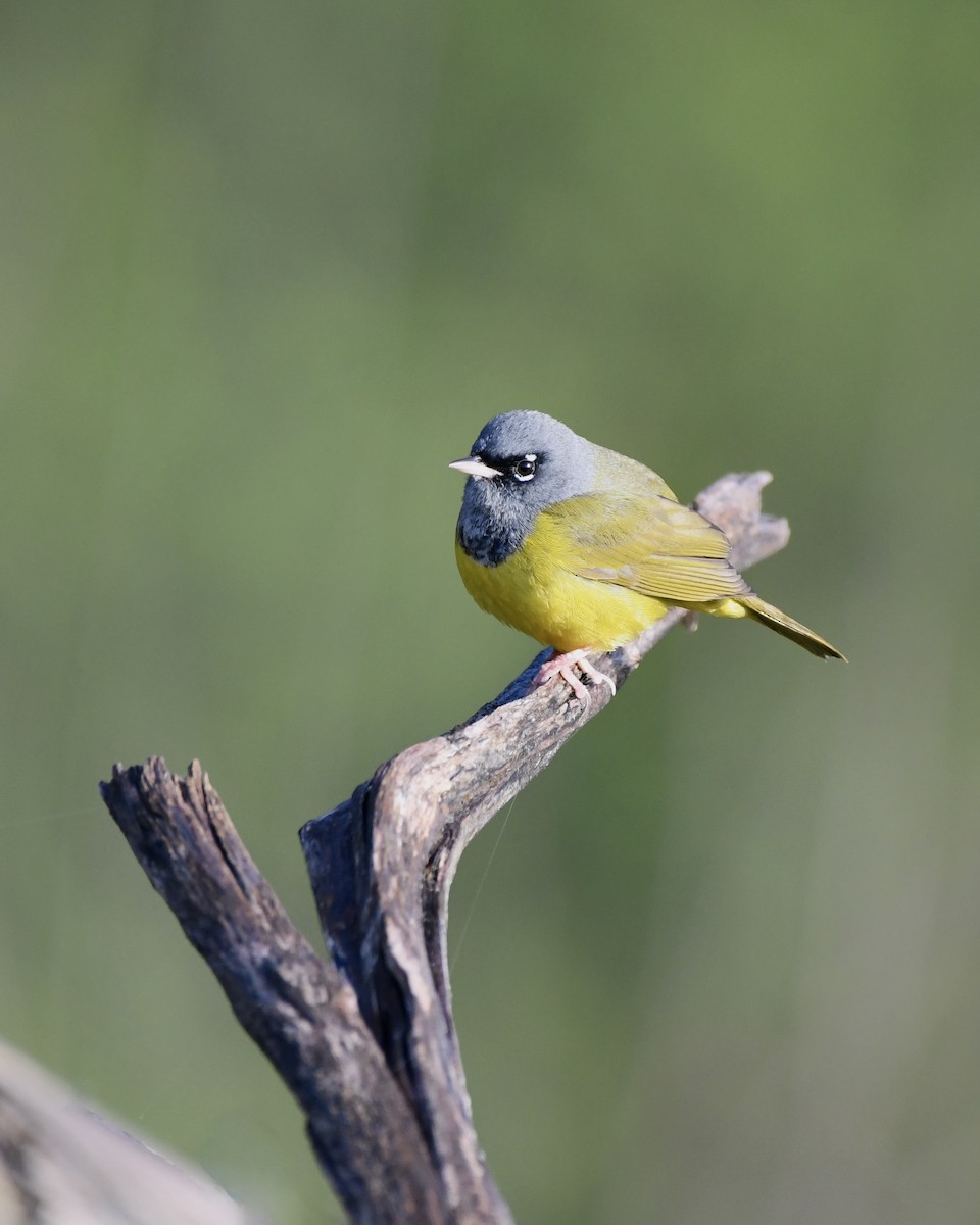 MacGillivray's Warbler - Tom Myers