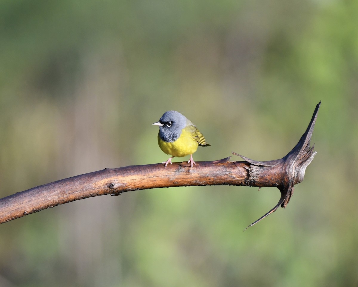 MacGillivray's Warbler - Tom Myers