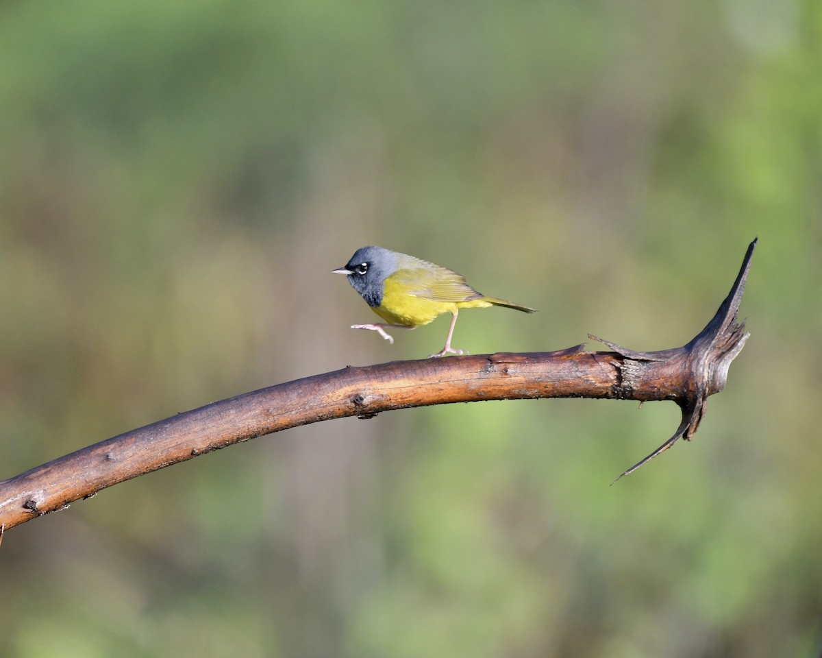 MacGillivray's Warbler - Tom Myers