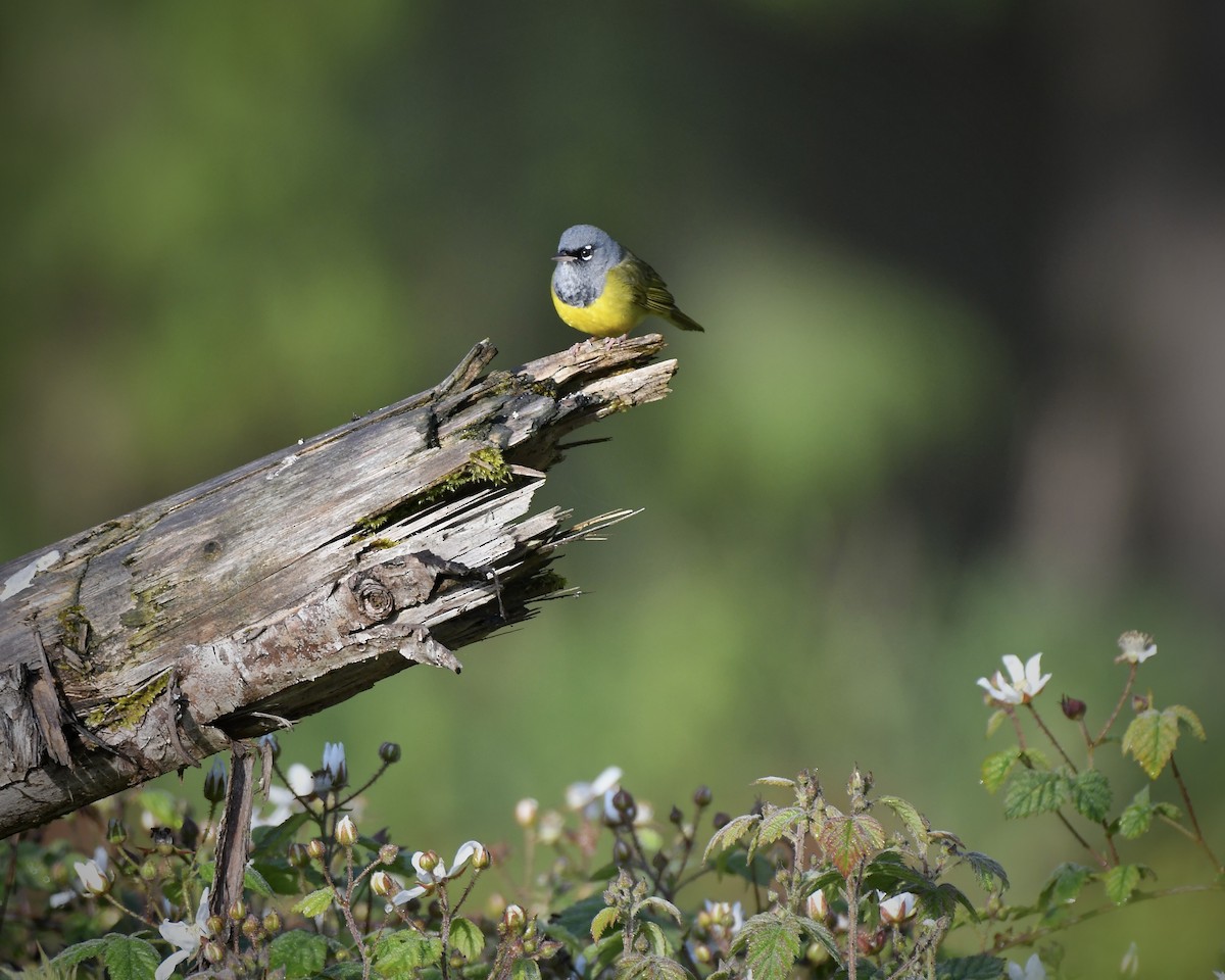 MacGillivray's Warbler - Tom Myers