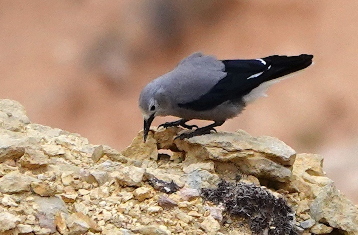 Clark's Nutcracker - Jamie Simmons