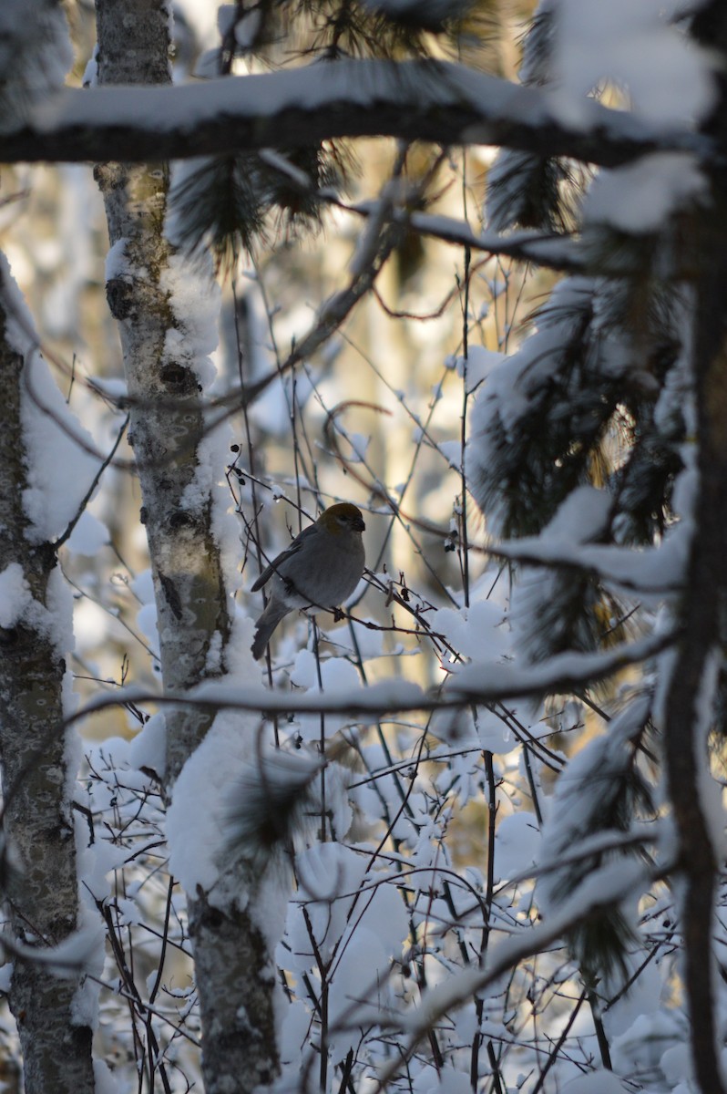 Pine Grosbeak - Emily Williams