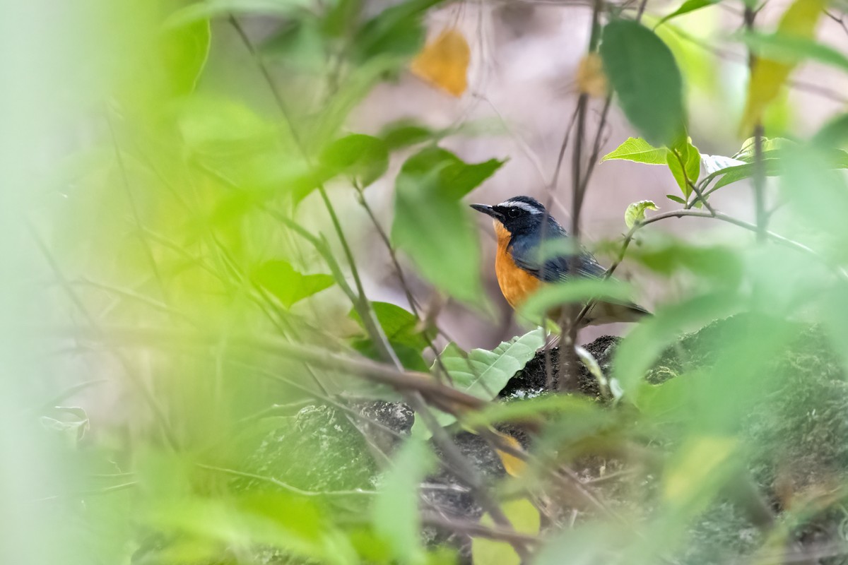 Indian Blue Robin - ML618700955