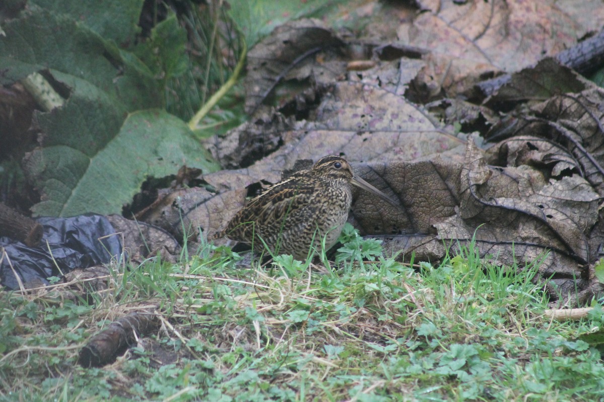 Fuegian Snipe - NATHALIE BRITO