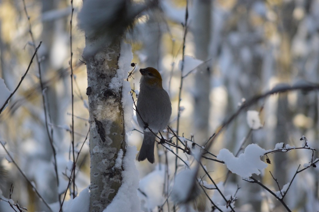 Pine Grosbeak - ML618700960