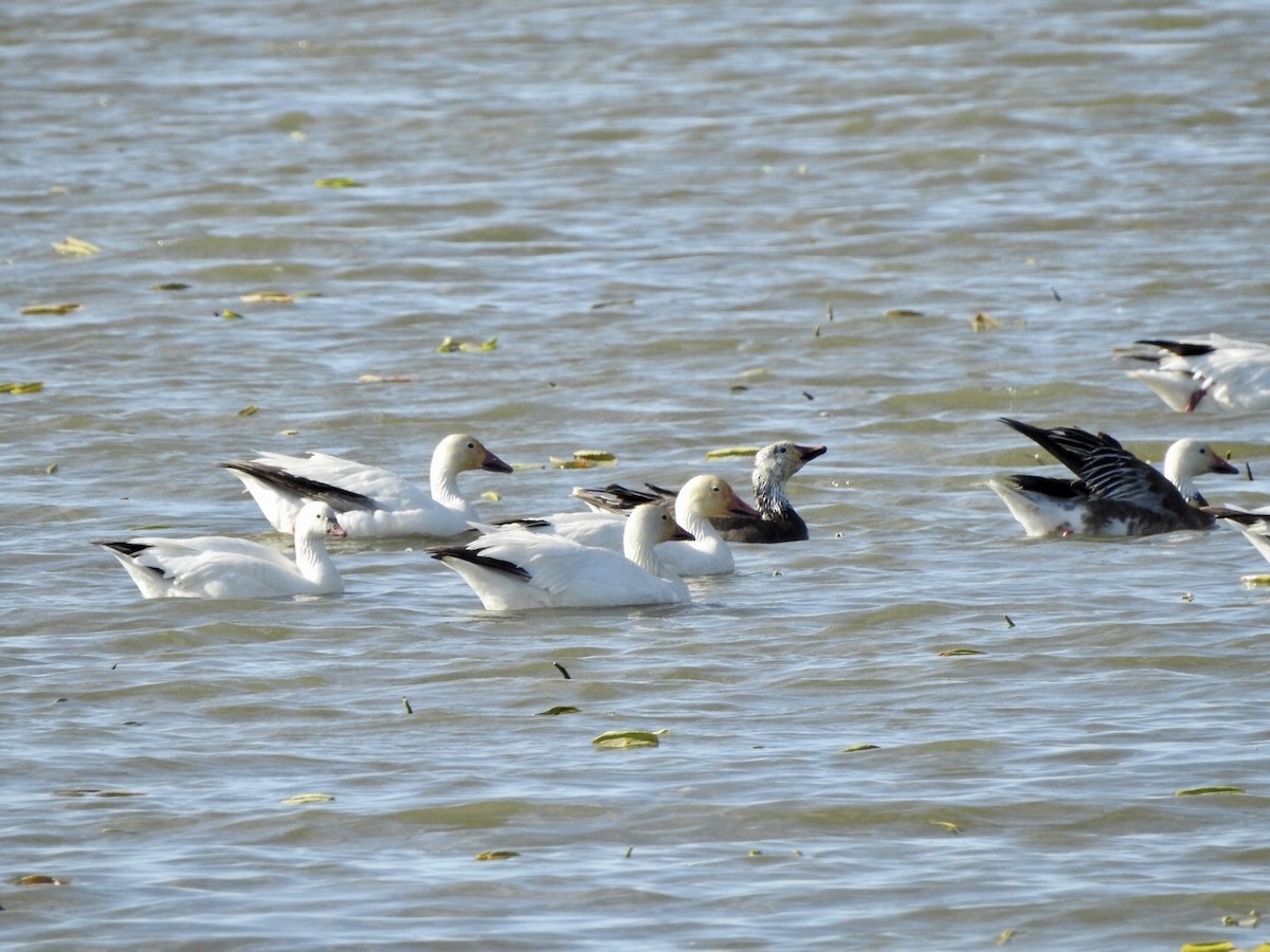 Snow Goose - ML618700964