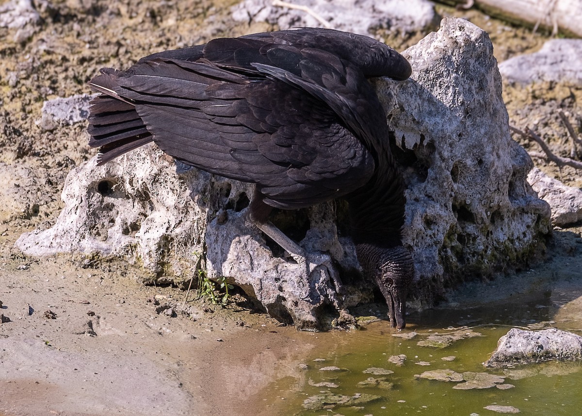 Black Vulture - Marie-Andree Boucher-Beaulieu