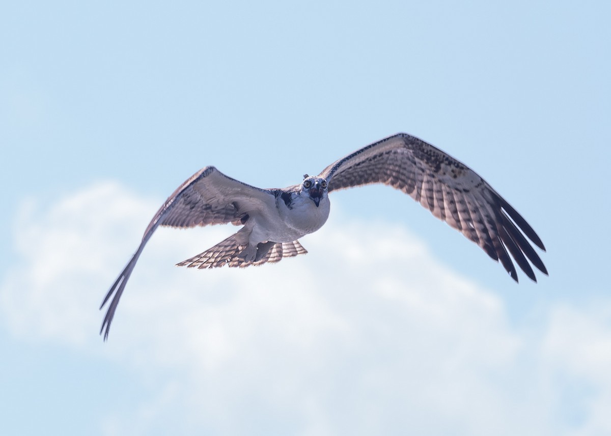 Osprey - Marie-Andree Boucher-Beaulieu