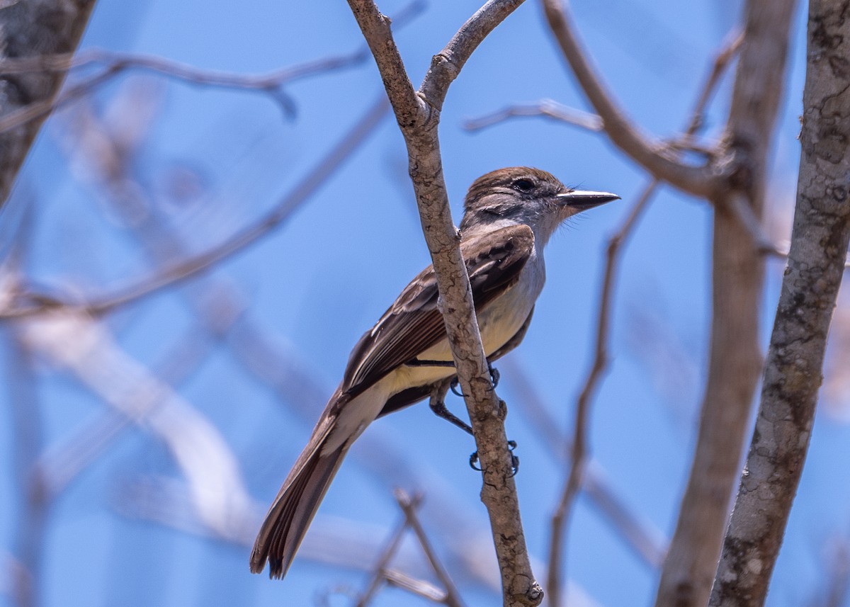 Brown-crested Flycatcher - Marie-Andree Boucher-Beaulieu