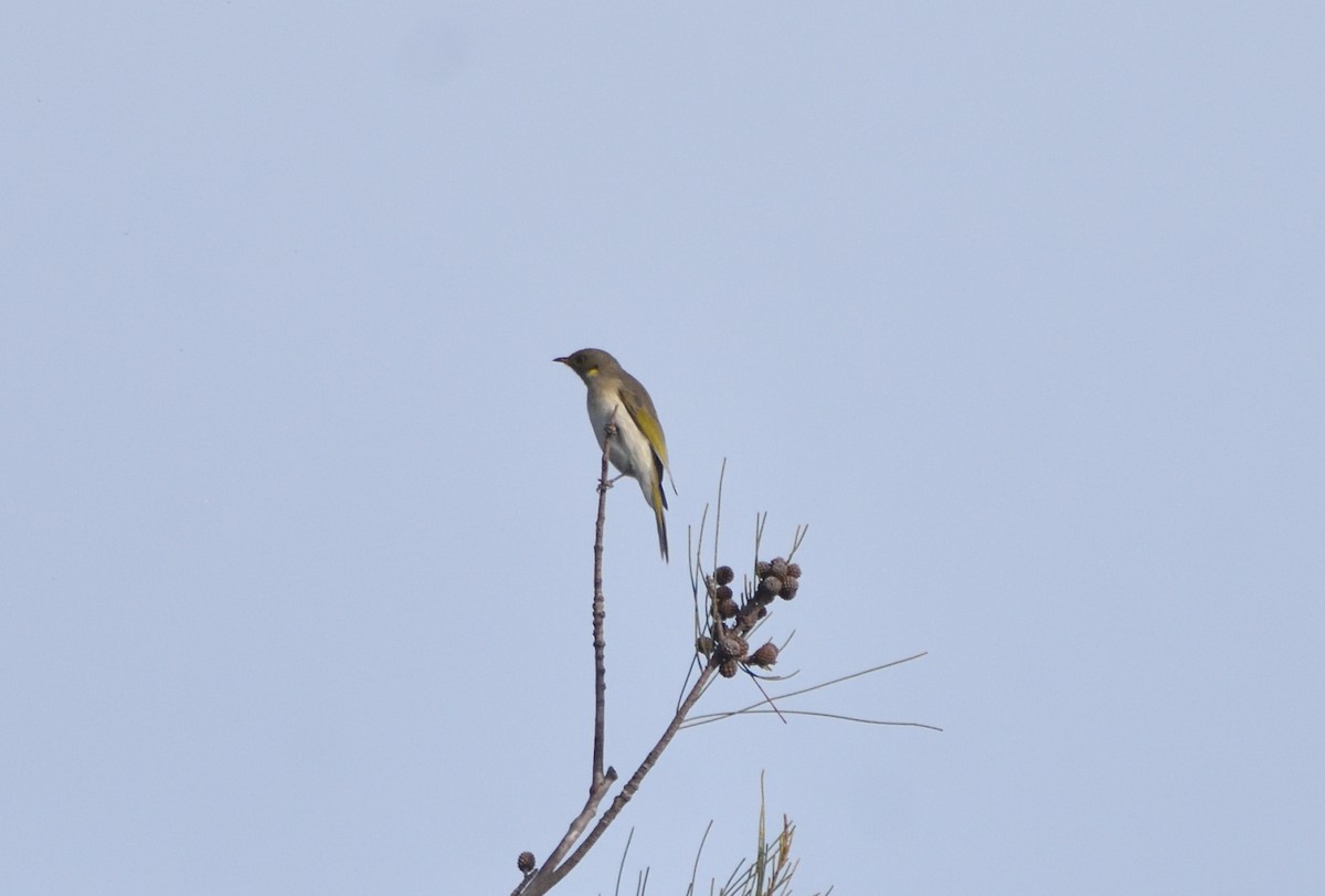 Fuscous Honeyeater - ML618701007