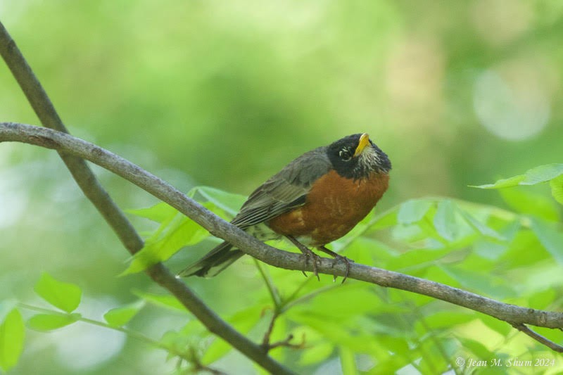 American Robin - ML618701009