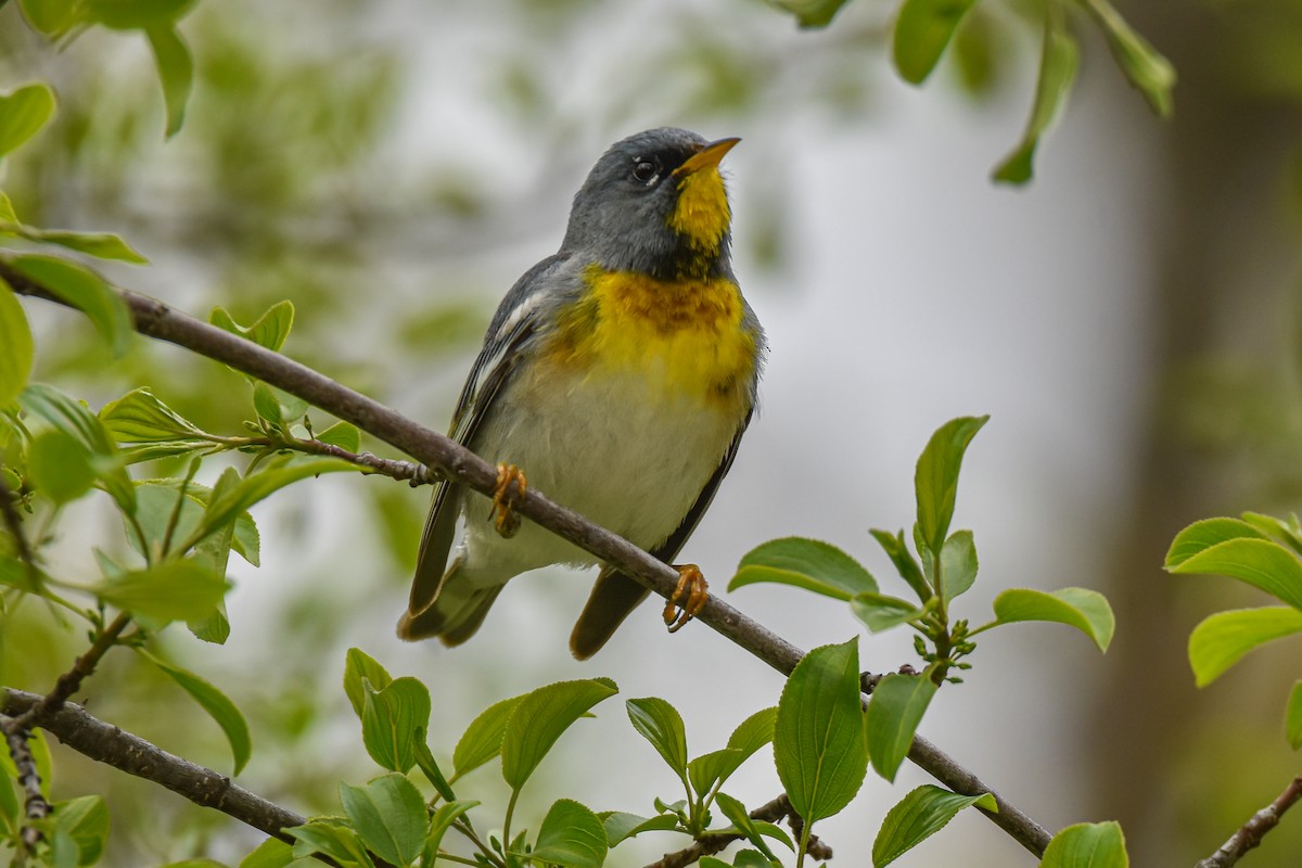 Northern Parula - ML618701023