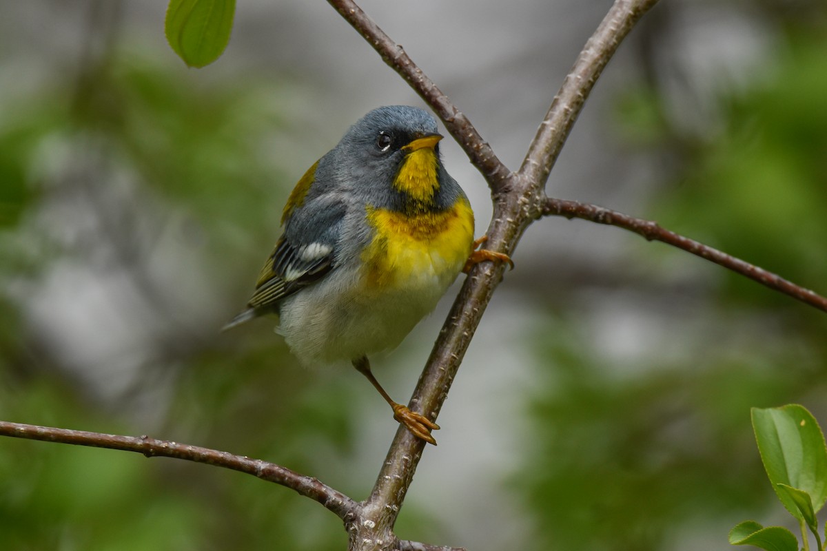 Northern Parula - ML618701024