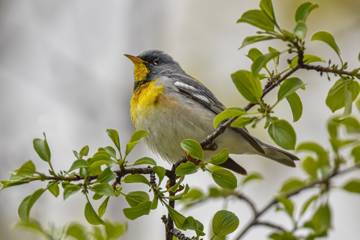 Northern Parula - ML618701025