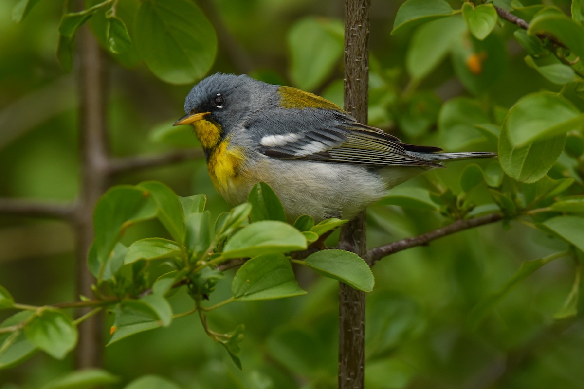 Northern Parula - ML618701026