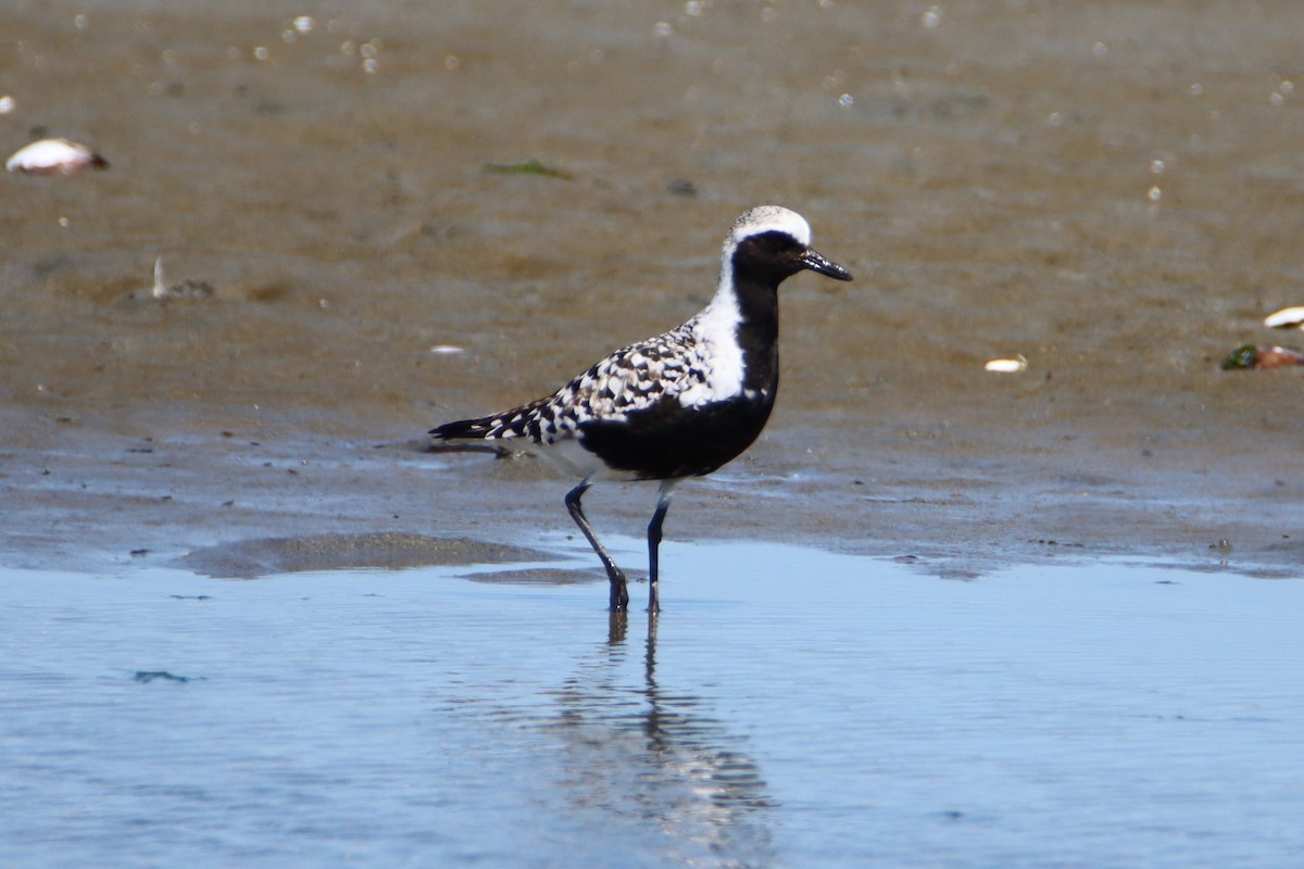 Black-bellied Plover - ML618701033