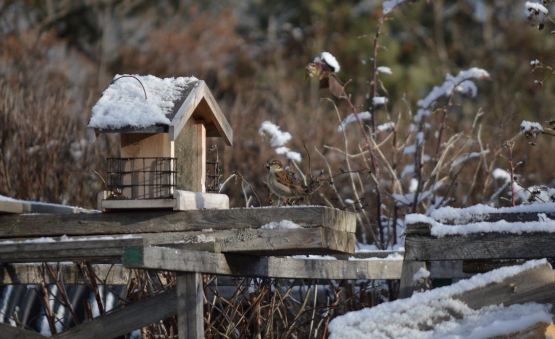 House Sparrow - ML618701094