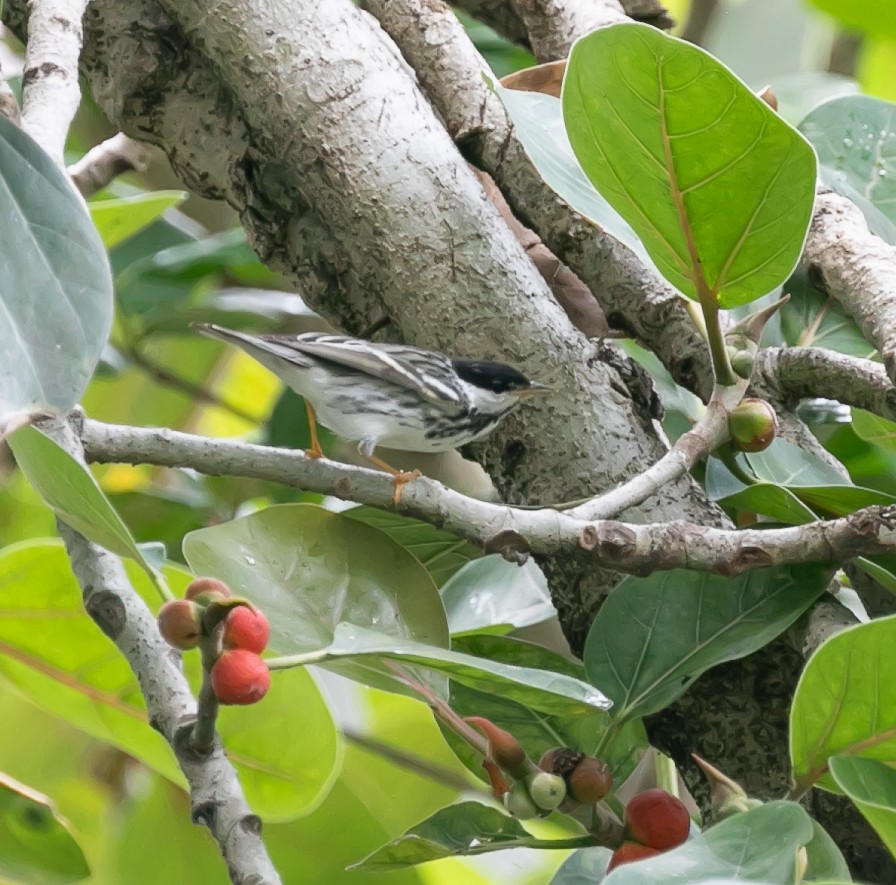 Blackpoll Warbler - Damon Haan