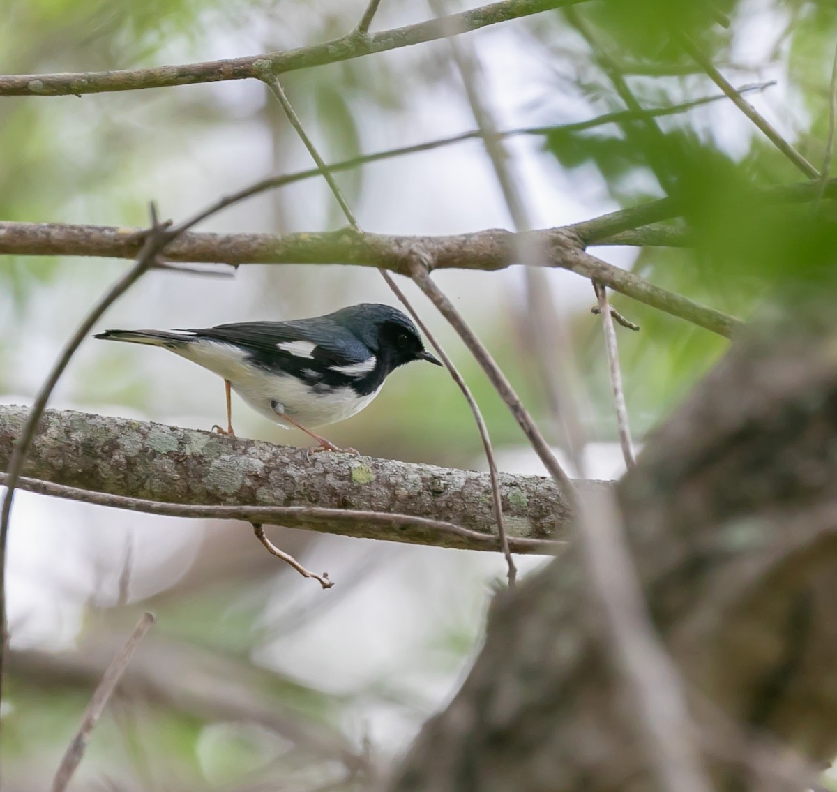 Black-throated Blue Warbler - Damon Haan