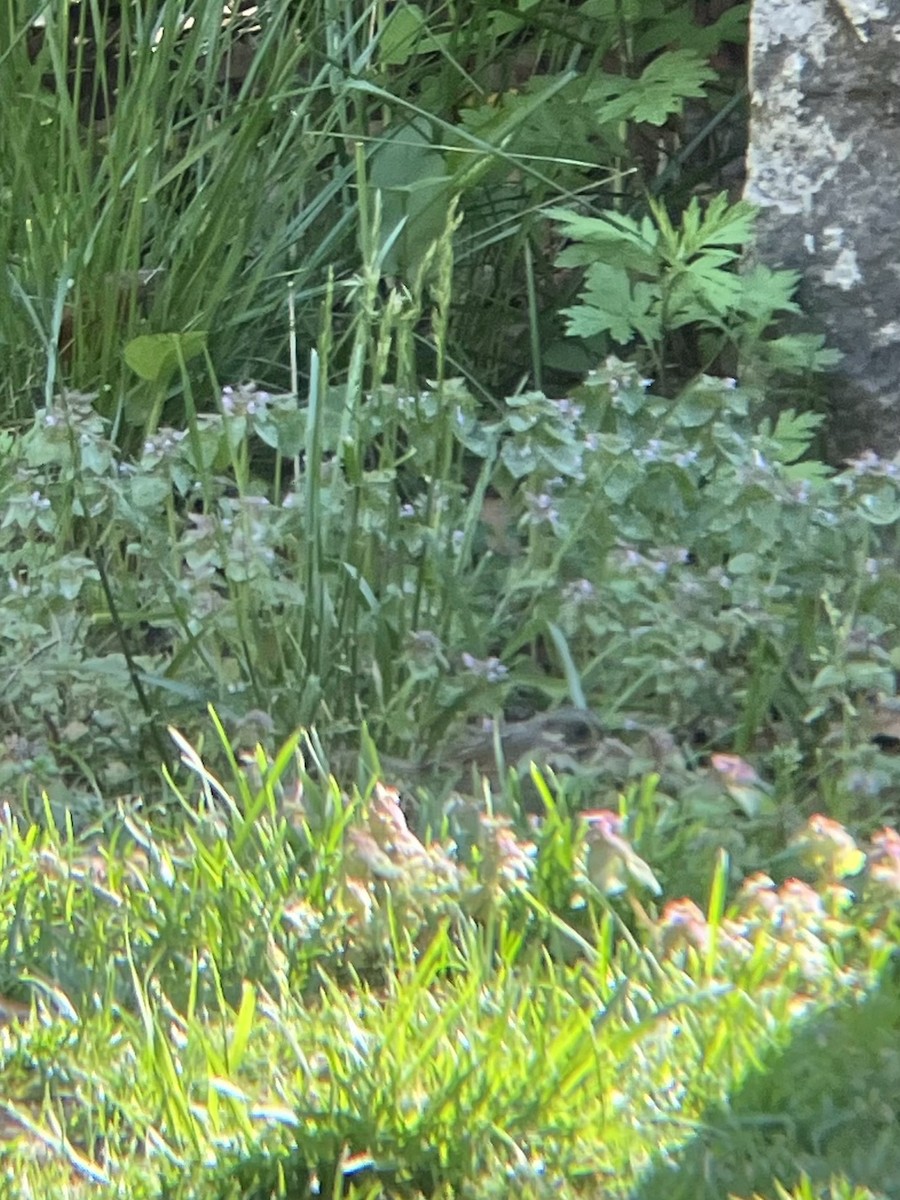 Seaside Sparrow - ML618701129