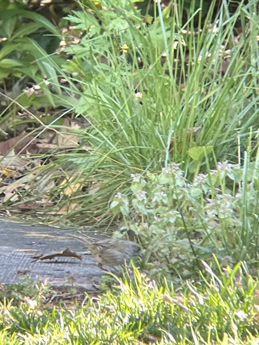 Seaside Sparrow - ML618701130