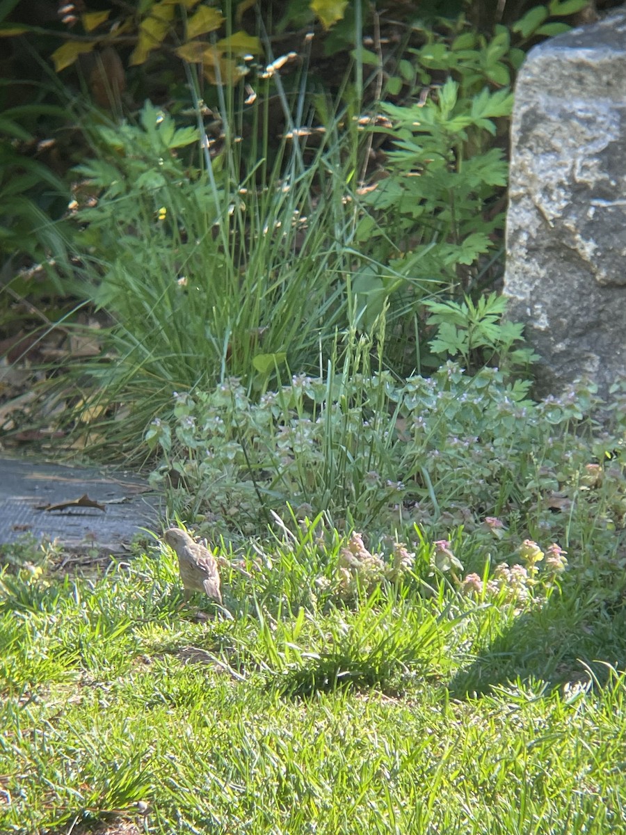 Seaside Sparrow - ML618701131