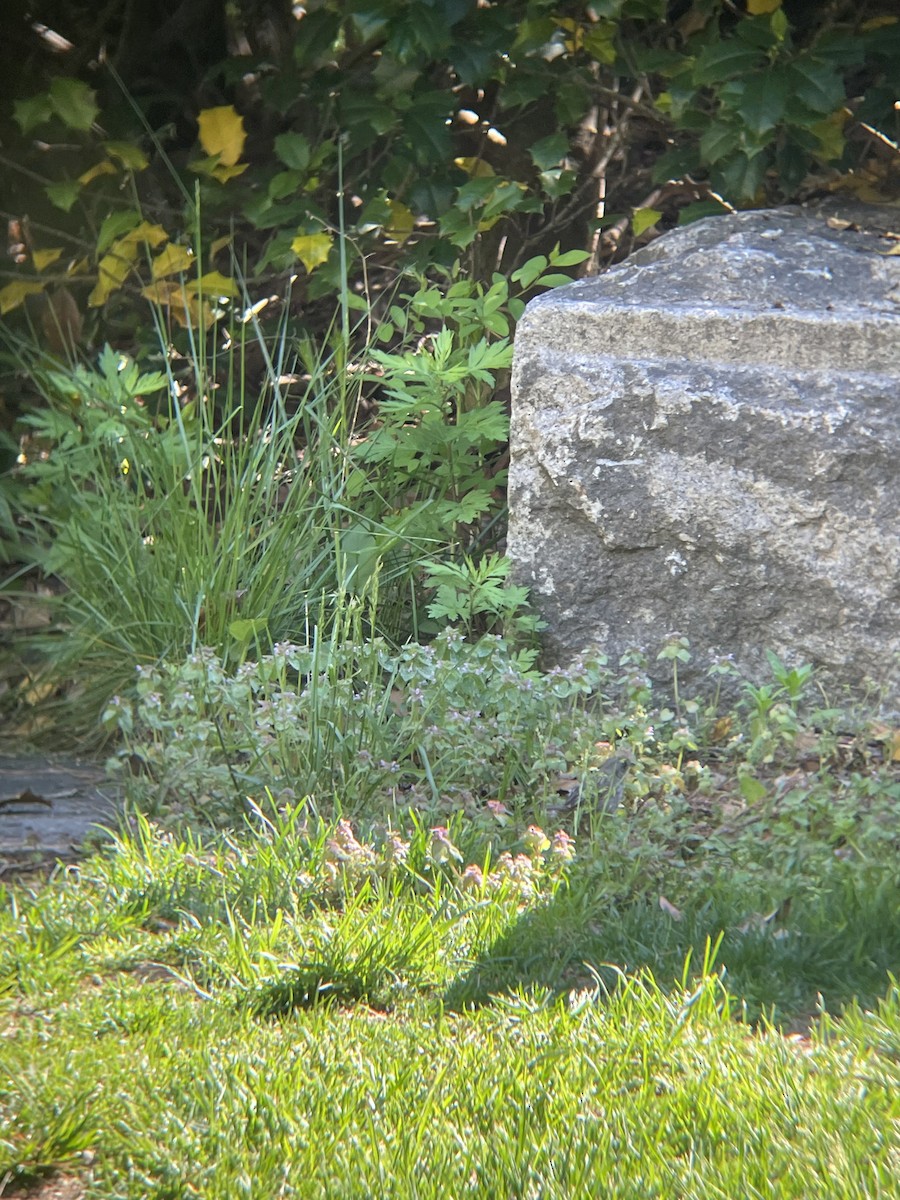 Seaside Sparrow - ML618701132