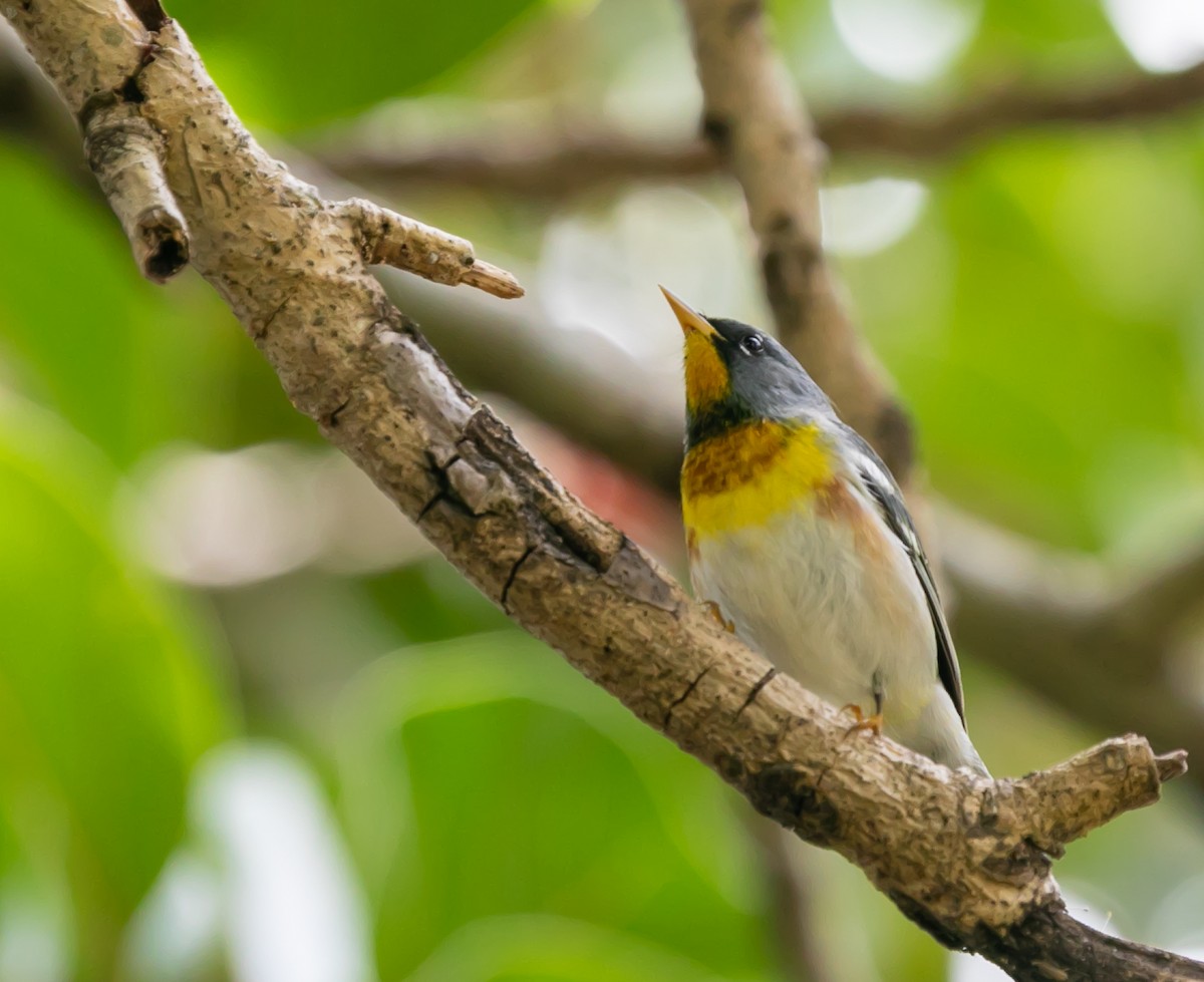 Northern Parula - Damon Haan