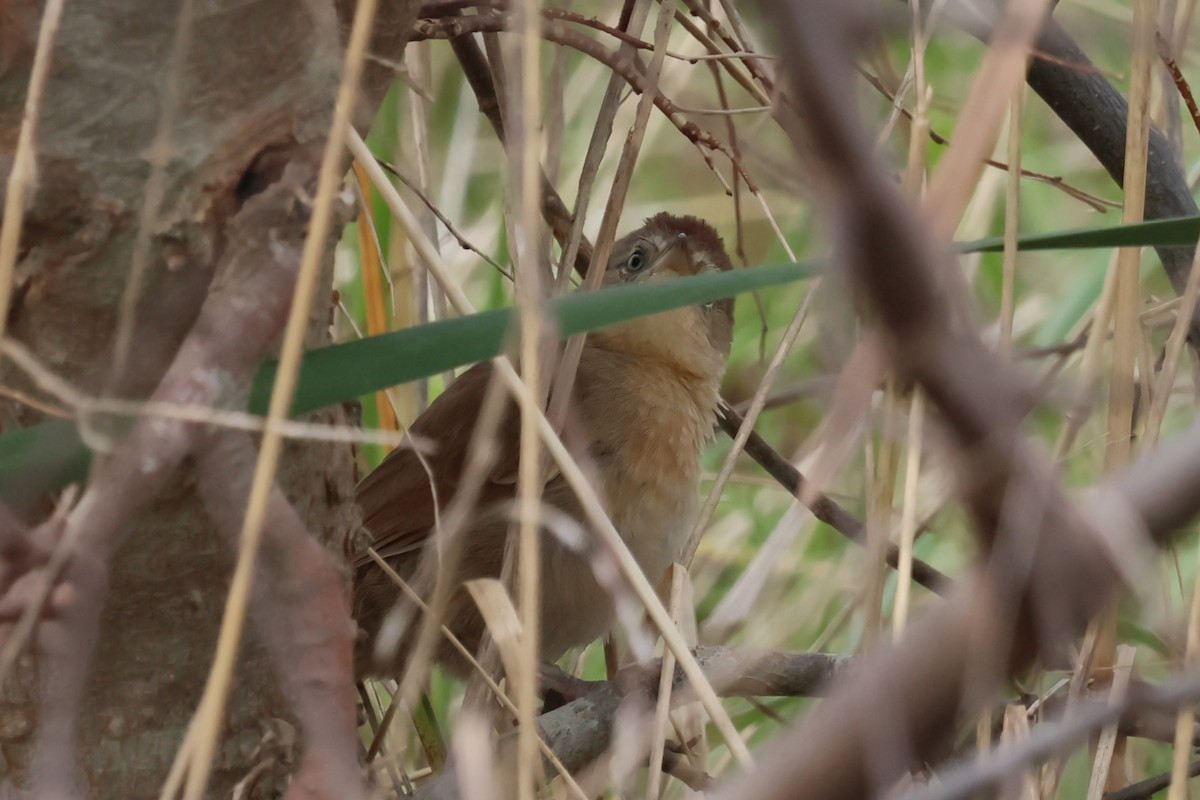 Freckle-breasted Thornbird - Gonzalo Galan