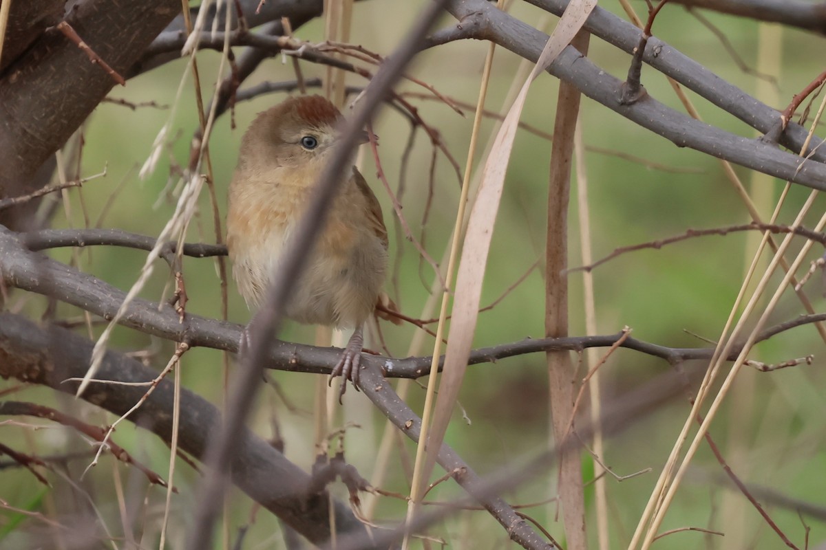 Freckle-breasted Thornbird - Gonzalo Galan