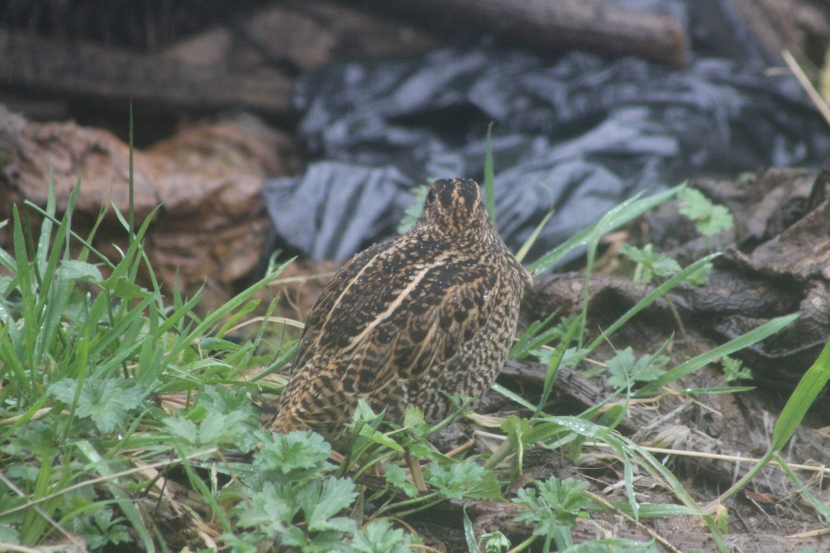 Fuegian Snipe - NATHALIE BRITO