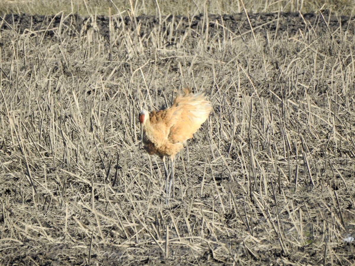 Sandhill Crane - ML618701221