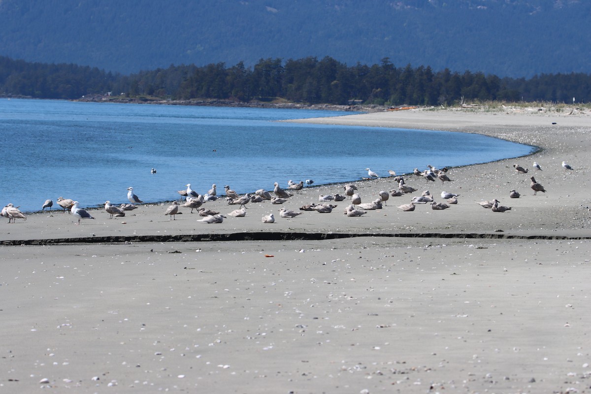 Western x Glaucous-winged Gull (hybrid) - ML618701223