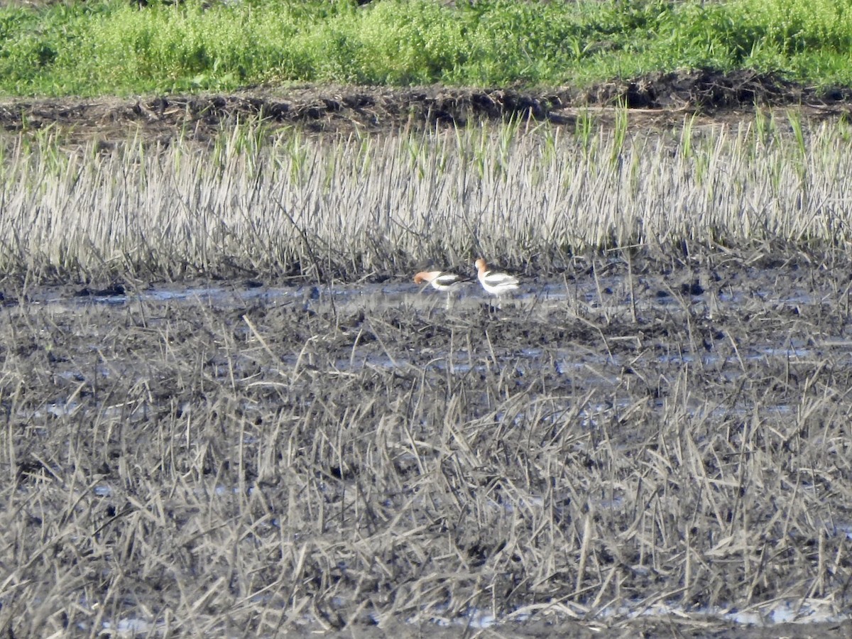 Avoceta Americana - ML618701238