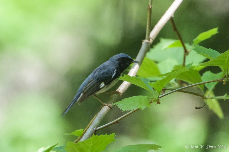 Black-throated Blue Warbler - ML618701276