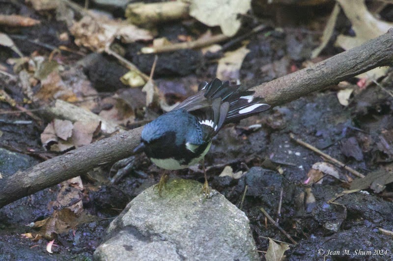 Black-throated Blue Warbler - ML618701277