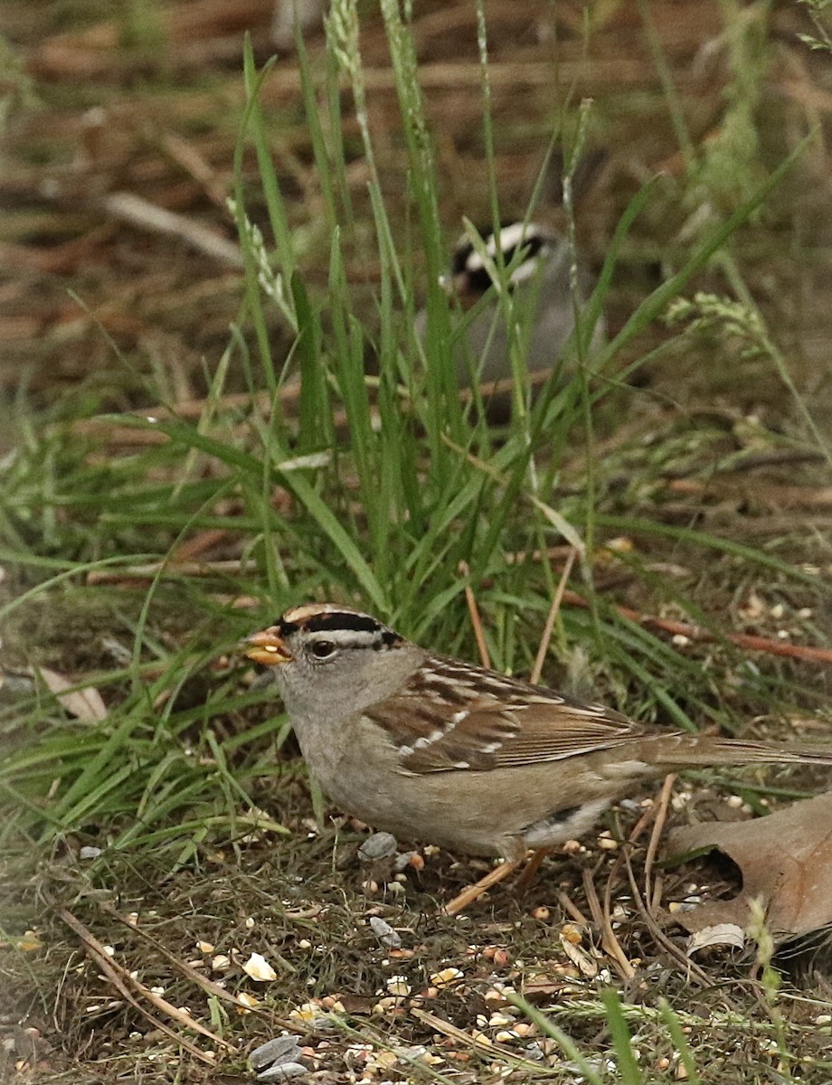 Zonotrichia sp. - ML618701286