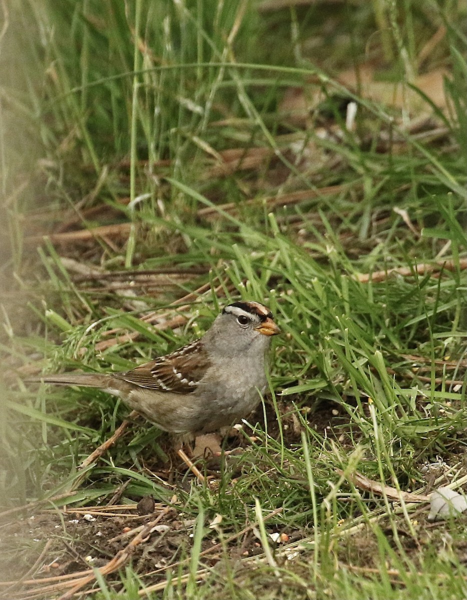 Zonotrichia sp. - ML618701288