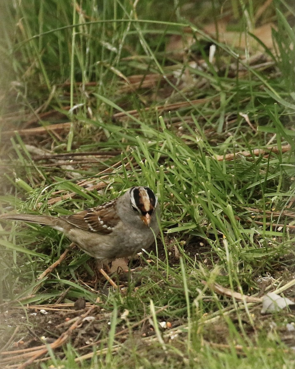 Zonotrichia sp. - ML618701289